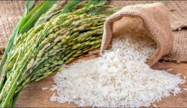 فروش برنج کامفیروزی